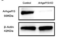 ARHGF Polyclonal Antibody