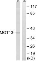 MCT13 Polyclonal Antibody