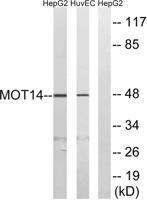 MCT14 Polyclonal Antibody