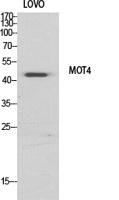 MCT4 Polyclonal Antibody