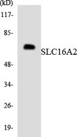 MCT8 Polyclonal Antibody