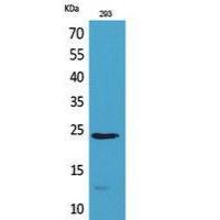 MDA-7 Polyclonal Antibody