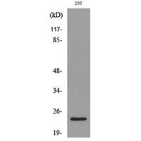 MDA-7 Polyclonal Antibody