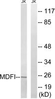 MDFI Polyclonal Antibody