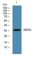 MDHC Polyclonal Antibody