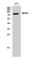 MDM1 Polyclonal Antibody