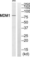 MDM1 Polyclonal Antibody