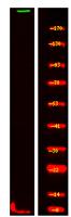 ASPM Polyclonal Antibody