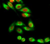 MDM2 Polyclonal Antibody