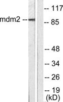 MDM2 Polyclonal Antibody