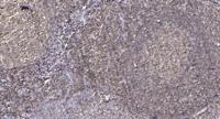 Blk Polyclonal Antibody