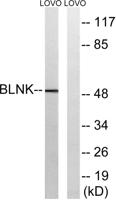 BLNK Polyclonal Antibody