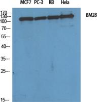 BM28 Polyclonal Antibody