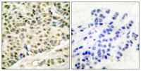 BM28 Polyclonal Antibody