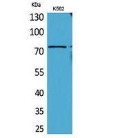 BMAL1 Polyclonal Antibody