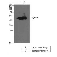 BMP-10 Polyclonal Antibody