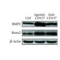 BMP-2 Polyclonal Antibody