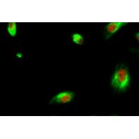 BMP-2 Polyclonal Antibody