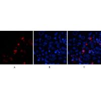 BMP-2 Polyclonal Antibody