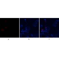 BMP-2 Polyclonal Antibody