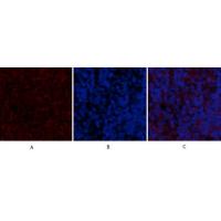 BMP-2 Polyclonal Antibody