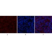 BMP-2 Polyclonal Antibody