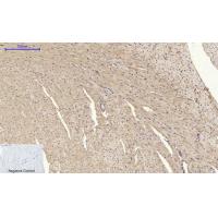 BMP-2 Polyclonal Antibody