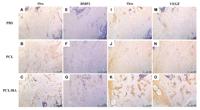 BMP-2 Polyclonal Antibody