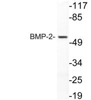 BMP-2 Polyclonal Antibody