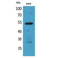 BMP-3A Polyclonal Antibody
