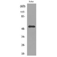 BMP-3A Polyclonal Antibody