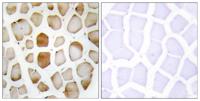 Atg4b Polyclonal Antibody