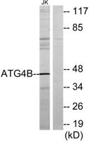 Atg4b Polyclonal Antibody