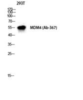 MDMX Polyclonal Antibody