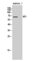 ME3 Polyclonal Antibody
