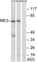 ME3 Polyclonal Antibody