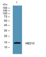 MED10 Polyclonal Antibody