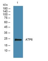 ATP6 Polyclonal Antibody