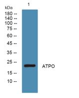 ATPO Polyclonal Antibody