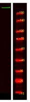 ATS20 Polyclonal Antibody