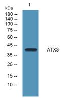 ATX3 Polyclonal Antibody