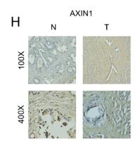 AXIN1 Polyclonal Antibody