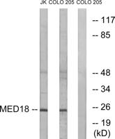 Med18 Polyclonal Antibody