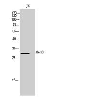 Med8 Polyclonal Antibody