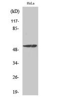 MEF-2 Polyclonal Antibody