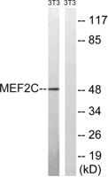 MEF-2C Polyclonal Antibody