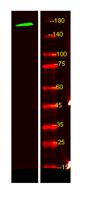 MEGF6 Polyclonal Antibody