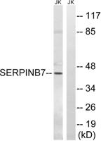 Megsin Polyclonal Antibody