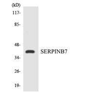 Megsin Polyclonal Antibody