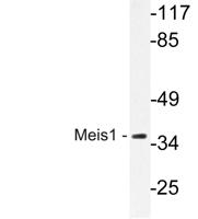 Meis1 Polyclonal Antibody
